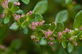 Image result for Pilea microphylla