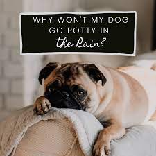 7 Tips For Dogs That Refuse To Potty In The Rain Pethelpful