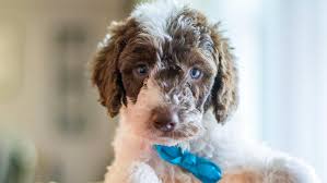 Image result for labradoodle