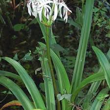 Image result for Hippeastrum sp. cultivars