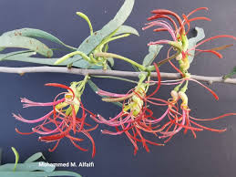 Image result for Plicosepalus