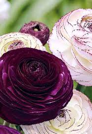Wholesale Indoor Outdoor Flower Bulbs Direct For Sale Early Spring Flowers Bulb Flowers Beautiful Flowers