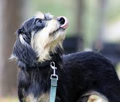 Pay attention to your individual dog's sleep patterns Senior Dogs What To Expect At 10 12 Years