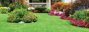 Check spelling or type a new query. Caring For Tall Fescue Grass Tall Fescue Recovery Spring Green
