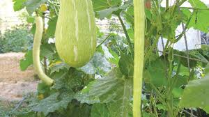 We're now ready to plant and for this arch we've chosen a stunning variety of winter squash. The Secrets Of Vertical Gardening East Bay Express Oakland Berkeley Alameda