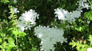 Our collection of the most popular white flowering shrubs available. Gardening Transform Your Garden With Cool Flowering Shrubs Morning Bulletin