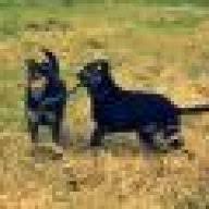 Diese symptome bildeten sich laut pei bei der ganz überwiegenden anzahl der betroffenen innerhalb von einer woche wieder zurück. Kratzen Am Schlafplatz Hundeforum Com Das Freie Unabhangige Hundeforum