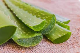 Image result for Aloe