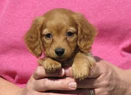The cheapest offer starts at £850. Pin On Cute Dogs