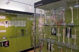 Maybe you would like to learn more about one of these? Anatomisches Museum Der Universitat Basel