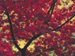 We looked into red oak, tulip poplar and maples. Low Doc Business Autumn Blaze Maple Vs October Glory