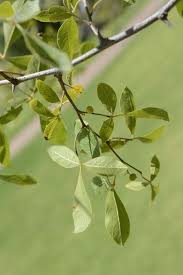 Image result for Searsia magalismontana x pyroides