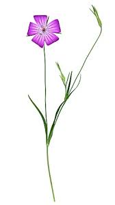 Image result for Agrostemma githago