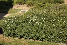 Image result for Asystasia