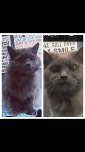 This poor little fella has been