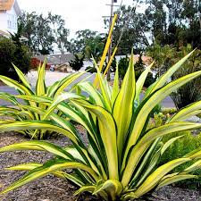 Image result for Furcraea