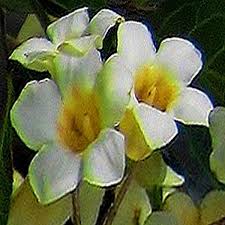 Image result for Rothmannia globosa