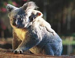 You cannot get a permit to have a pet koala. Koala Bears For Sale
