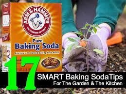 30 Ways To Use Natural Baking Soda For Plants In The Garden Baking Soda Uses Baking Soda Helpful Hints