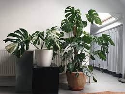 So, i studied and learned and started with a monstera deliciosa. Monstera Deliciosa Albo Variegata The Most Expensive Plants In The World Thursd