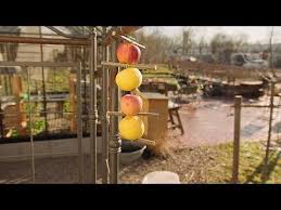 Querbeet Garten Tipp Apfel Fur Vogel Youtube Garten Winterharte Krauter Apfel