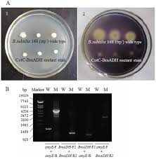 What does cotc stand for? Plos One Display Of Bombyx Mori Alcohol Dehydrogenases On The Bacillus Subtilis Spore Surface To Enhance Enzymatic Activity Under Adverse Conditions