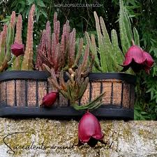 Image result for Stapelia leendertziae