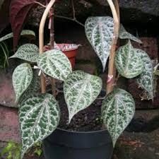 Maybe you would like to learn more about one of these? Sirih Merah Obat Herbal Sirih Merah Herbal Bibit Tanaman Daun Sirih Shopee Indonesia