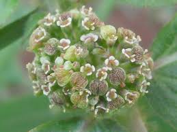 Image result for Euphorbia hirta