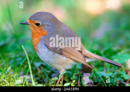 Rotkehlchen (Erithacus rubecula)