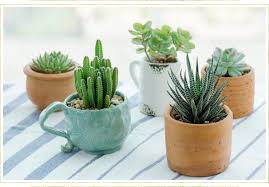 957 x 1300 jpeg 167 кб. Succulent Care Guide Growing Information Tips Proflowers Blog