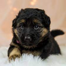 Only with exceptional females, can you produce exceptional puppies! 1 German Shepherd Puppies For Sale In Maryland Uptown