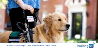 To get a service dog, make sure you have a qualifying condition like vision impairment, hearing loss, ptsd, autism, diabetes, epilepsy, or multiple sclerosis. Autism Service Dogs Know Top 6 Breeds How To Get Them