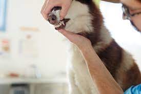 Your pet does not understand the benefit of dental procedures, and he or she reacts by moving, trying to escape, or even biting. Pet Dentistry Uae Pet Teeth Cleaning In Dubai Sharjah