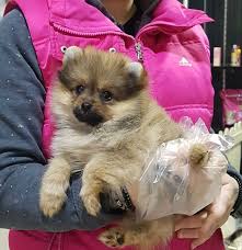 Boo Pomeranian Yavrular Ucretli Boo Pomeranian Yavrular Ucretli Kopek Kopekseverler Kopeksahiplendirme Kopekyavrusu With Images Cute Animals Pomeranian Pets