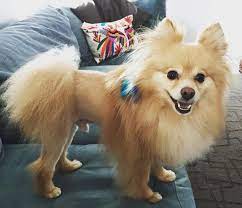 Long hair chihuahua lion haircut. Pomeranian Lion Hair Cut Novocom Top