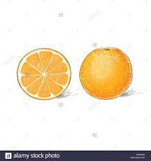 Orange Zitrusfruchte Farbe Skizze Zeichnen Isoliert Auf Weissem Hintergrund Stockfotografie Alamy