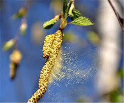 Die folgende übersicht zeigt, wann welche pollen fliegen: Erste Pollen Fliegen Schon