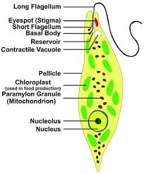 Under the microscope volvox aureus is a colonial chlorophyte or. Examples Of Protozoa With Detailed Characters Pictures
