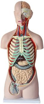 Together, these three turn nutrients into usable energy, as well as help dispose of solid waste. Amazon Com 85cm 17 Part Human Torso Anatomical Model Human Organs Visceral Model Trunk Anatomy Model Sports Outdoors