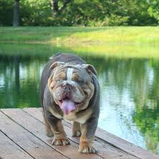 English bulldog puppies price ranges vary considerably, depending on where the puppy comes from. Pin On Next Pet