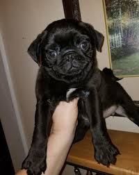 She is a beautiful fawn purebred pug. Pug Puppies For Sale Sterling Va 296409 Petzlover
