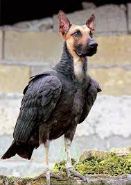 Often Incorrectly Called A Deagle The Actually Is A German Sheagle Not To Be Confused With A Belgian Male Animal Mashups Photoshopped Animals Bizarre Animals