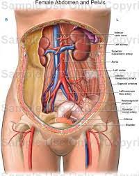 Female abdomen organs with highlighted stomach. Human Anatomy Abdomen Female Anatomy Drawing Diagram