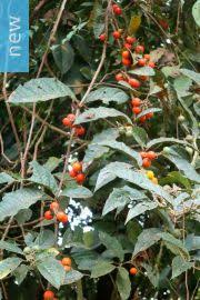 Image result for Solanum anguivi