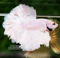 Pin On Beautiful Betta Fish
