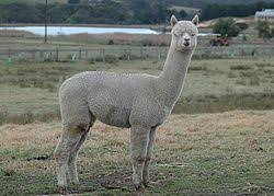 Domestic bactrian camel, dromedary, alpaca, and llama are not given a conservation status because they are grazing domestic animals, and unlikely to need protection. Alpaca Wikipedia