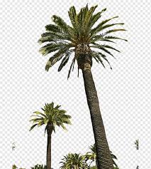 Эта пальма является чувствительным растением, поэтому она сильно реагирует на. Arecaceae Kanarskie Ostrova Finikovaya Palma Pigmeev Finikovaya Palma Finikovaya Palma Palma Finikovye Palmy Borass Flabellifer Png Pngwing