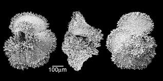 Image result for Mohria marginalis