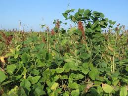 Image result for Lablab